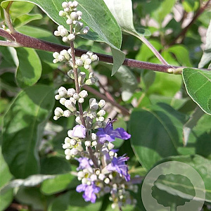 Vitex agnus-castus 'Magical Chicagoland Blues' 80-100 cm 20L