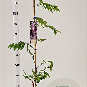 Wisteria formosa 'Issai Perfect' 100-125 cm rozenpot 2L