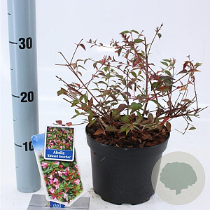 Abelia 'Edward Goucher' 25-30 cm 2,0L