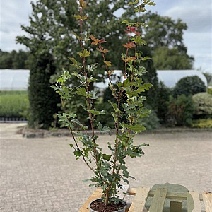 Acer campestre 80-100 cm 2,0L