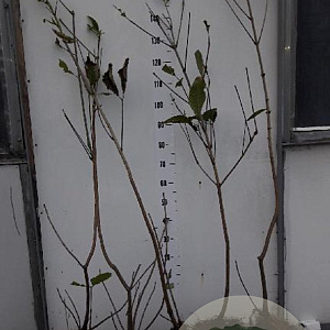 Aesculus parviflora 80-100 cm met kluit 1 tak