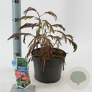 Albizia julibr. Ombrella 70-80 cm 3,0L met stok