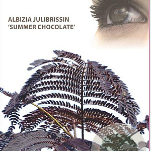 Albizia julibr. 'Summer Chocolate' 120 cm stam 10L