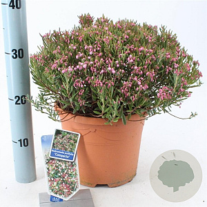 Andromeda polifolia 'Compacta' 25-30 cm 5,0L