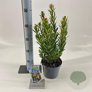 Arbutus unedo Mercurius 20-25 cm 2,0L