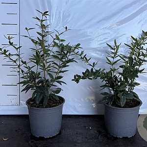 Berberis julianae 30-40 cm 2,0L