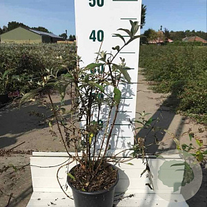 Buddleja d. 'Border Beauty' 40-60 cm 2,0L