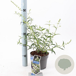Buddleja Free Petite Snow White 20-25 cm 2,0L