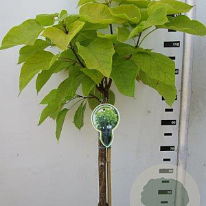 Catalpa bignonioides 'Aurea' 120 cm stam 7,5L