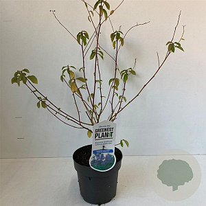 Ceanothus del. 'Gloire de Versaille 30-40 cm 2,0L