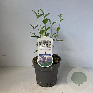 Ceanothus del. 'Gloire de Versaille 30-40 cm 2,0L