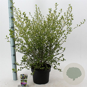 Ceanothus El Dorado 30-40 cm 5,0L