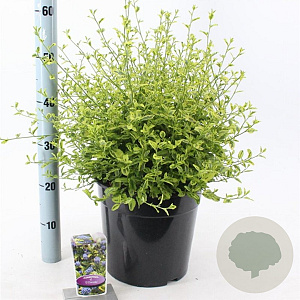 Ceanothus El Dorado 40-50 cm 10L
