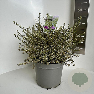 Ceanothus impressus 'Cool Blue' 30-40 cm 5,0L