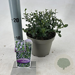 Ceanothus impressus 'Victoria' 25-30 cm 2,0L