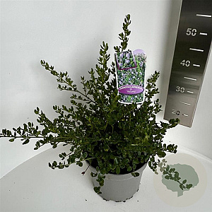 Ceanothus impressus 'Victoria' 30-40 cm 5,0L