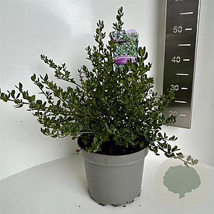 Ceanothus impressus 'Victoria' 30-40 cm 5,0L