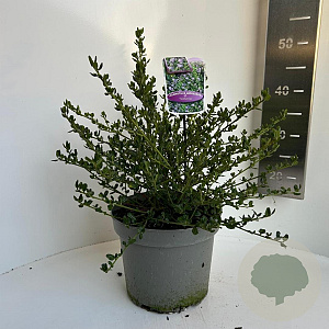 Ceanothus impressus 'Victoria' 30-40 cm 5,0L