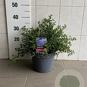 Ceanothus thyrsiflorus repens 30-40 cm 5,0L