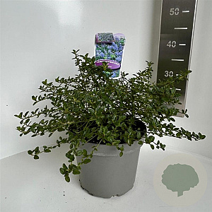 Ceanothus thyrsiflorus repens 30-40 cm 5,0L