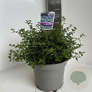 Ceanothus thyrsiflorus repens 30-40 cm 5,0L