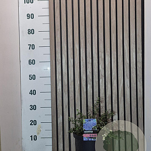 Ceanothus thyrsiflorus repens 30-40 cm 5,0L