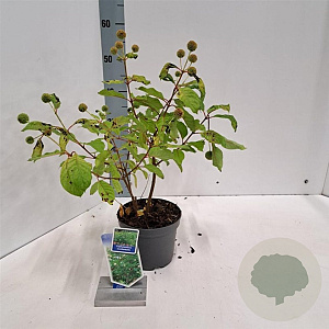 Cephalanthus occidentalis 30-40 cm 3,0L