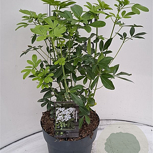 Choisya ternata 30-40 cm 5,0L