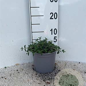 Cistus obtusifolius plantgoed 2,0L