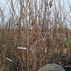 Corylus avellana 225-250 cm cont. 110L najaarspotting