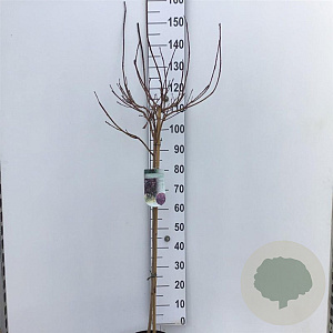 Cotinus 'Grace' 90 cm stam 7,5L