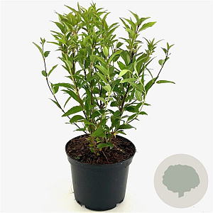 Deutzia gracilis 25-30 cm 2,0L