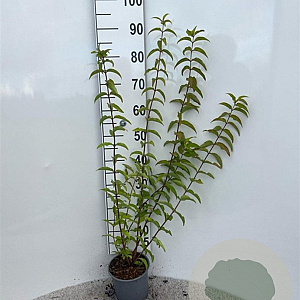 Deutzia scabra 60-80 cm 2,0L