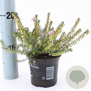 Erica darl. 'Ghost Hills' 10 cm P10,5