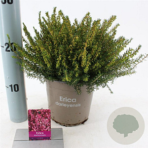 Erica darl. 'J.W. Porter' 15 cm P15