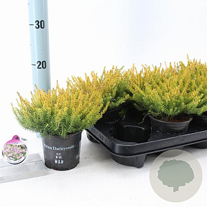 Erica darl. 'Mary Helen' 10 cm P10,5