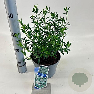 Eriostemon myoporoides 30-40 cm 3,0L