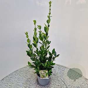 Euonymus japonicus 30-35 cm 2,0L