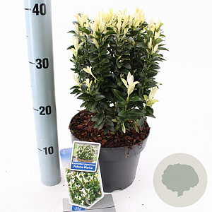 Euonymus jap. Paloma Blanca 25-30 cm 3,0L