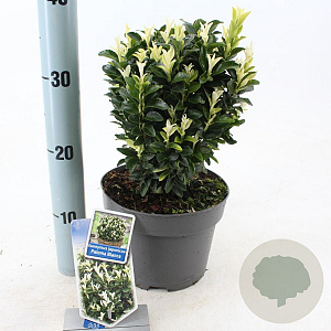 Euonymus jap. Paloma Blanca 25-30 cm 3,0L