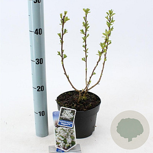 Exochorda racem. 'Niagara' 25-30 cm 2,0L