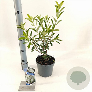 Exochorda racem. 'Niagara' 25-30 cm 2,0L