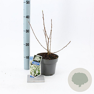 Exochorda racem. 'Niagara' 25-30 cm 2,0L