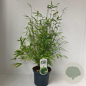 Fargesia nitida 'Volcano' 80-100 cm 3,0L