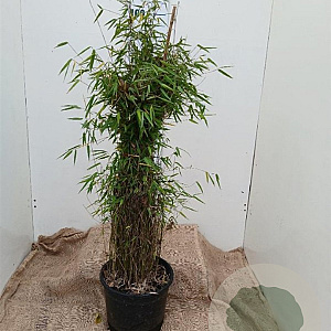 Fargesia 'Red Dragon' 100-125 cm 12L