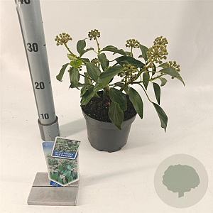 Hedera colchica 'Fall Favourite' 20-25 cm 2,0L