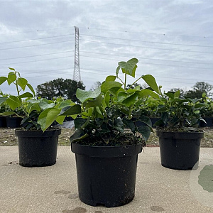 Hedera hel. 'Arborescens' 25-30 cm 2,0L