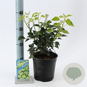 Hedera hel. 'Arborescens' 25-30 cm 2,0L