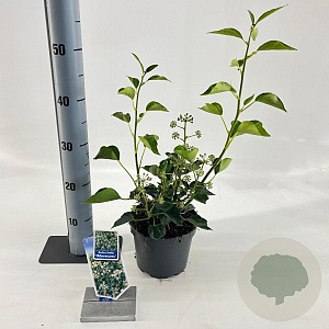 Hedera hel. 'Arborescens' 25-30 cm 2,0L