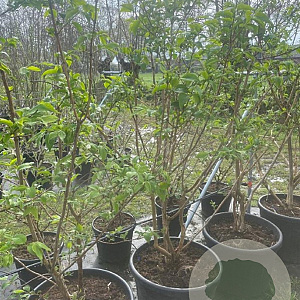 Heptacodium miconioides 175-200 cm cont. 70L solitair